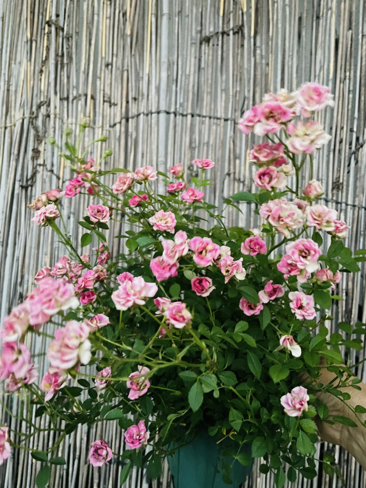 ヒメバラ ワンダーファイブ 花