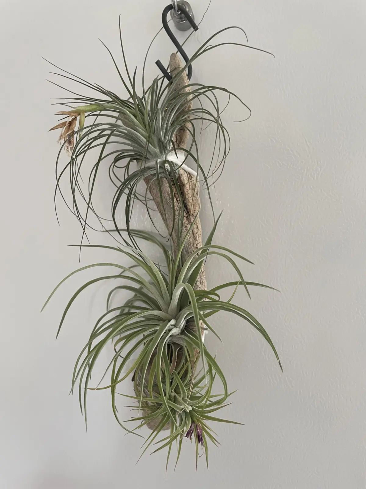 ティランジア　流木付け