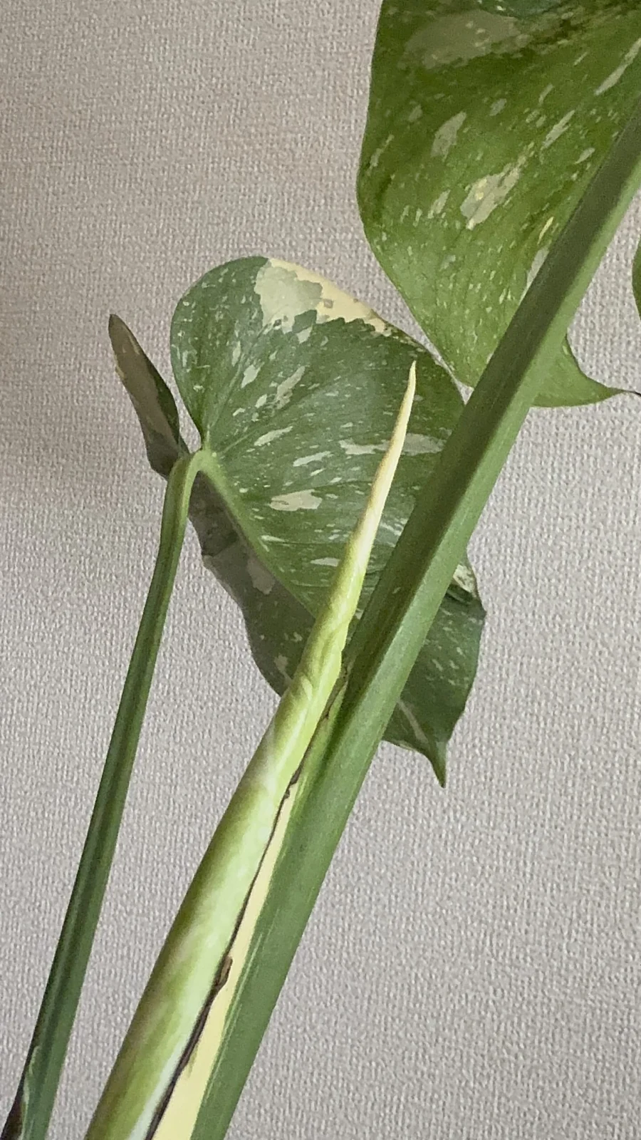 モンステラ　デリシオーサ　タイコンステレーション　メデューサ　新芽