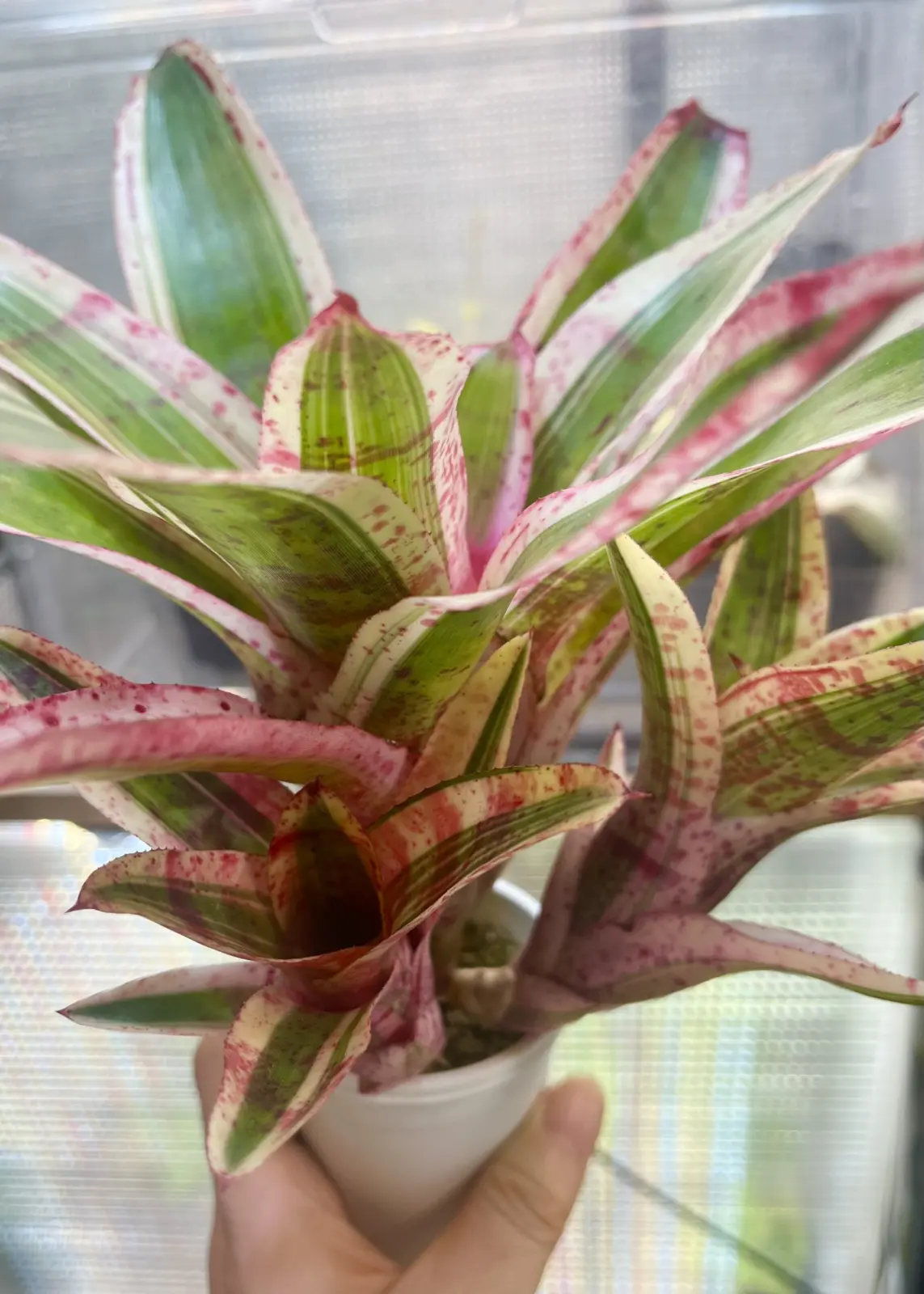 ネオレゲリア　アラエア