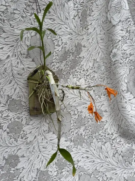 デンドロビウム チャンタブーンサンライズ Aes 板付け 花終わり 蘭