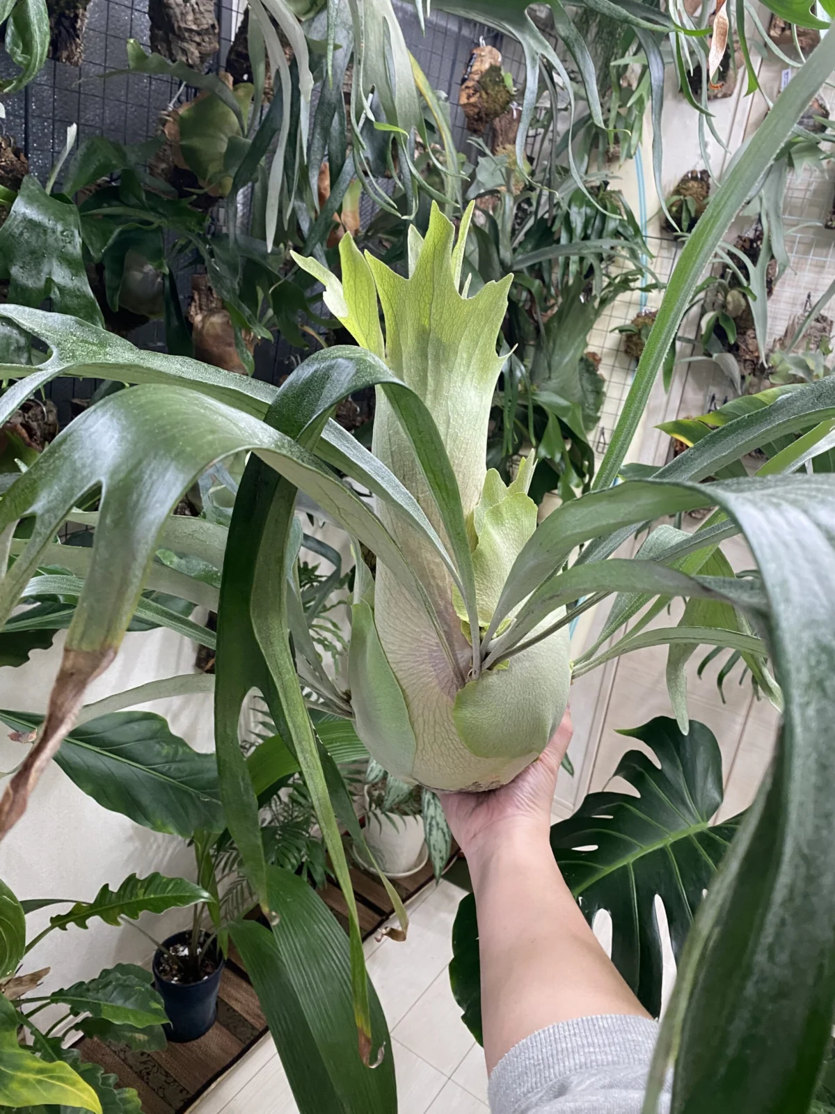 ビカクシダ　ヴィーナス