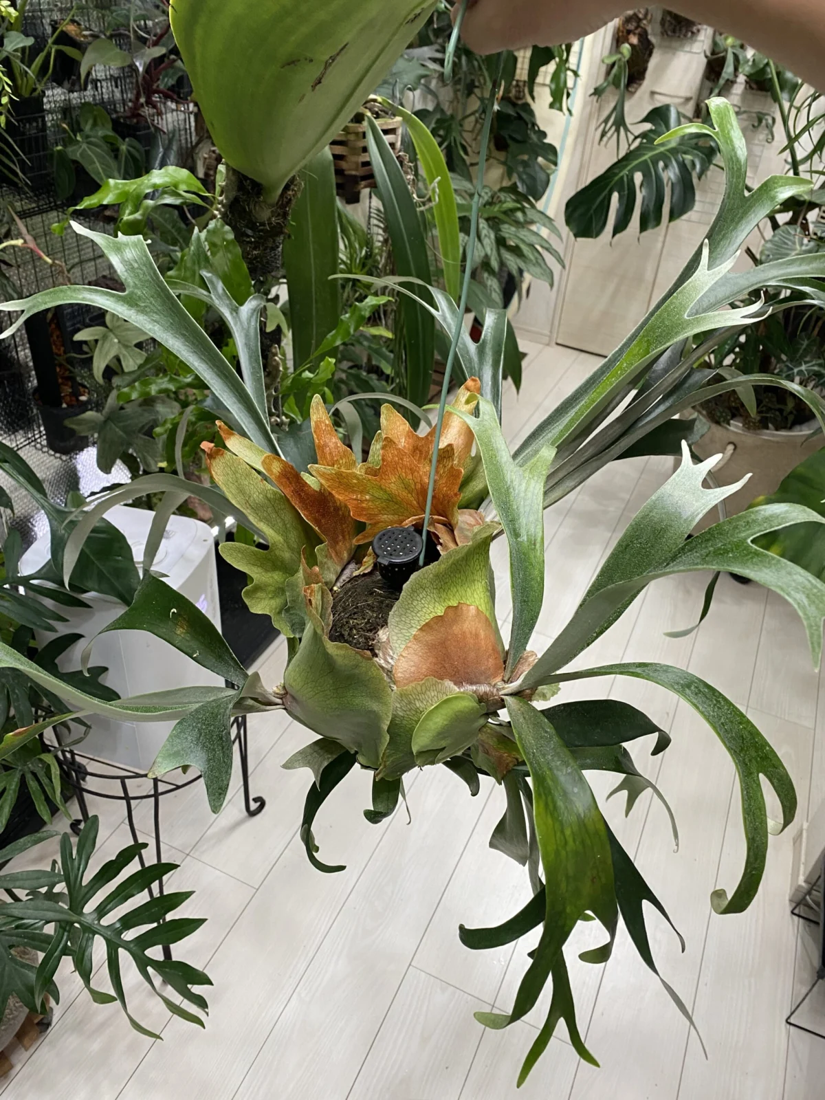 ビカクシダ　ムルフォード