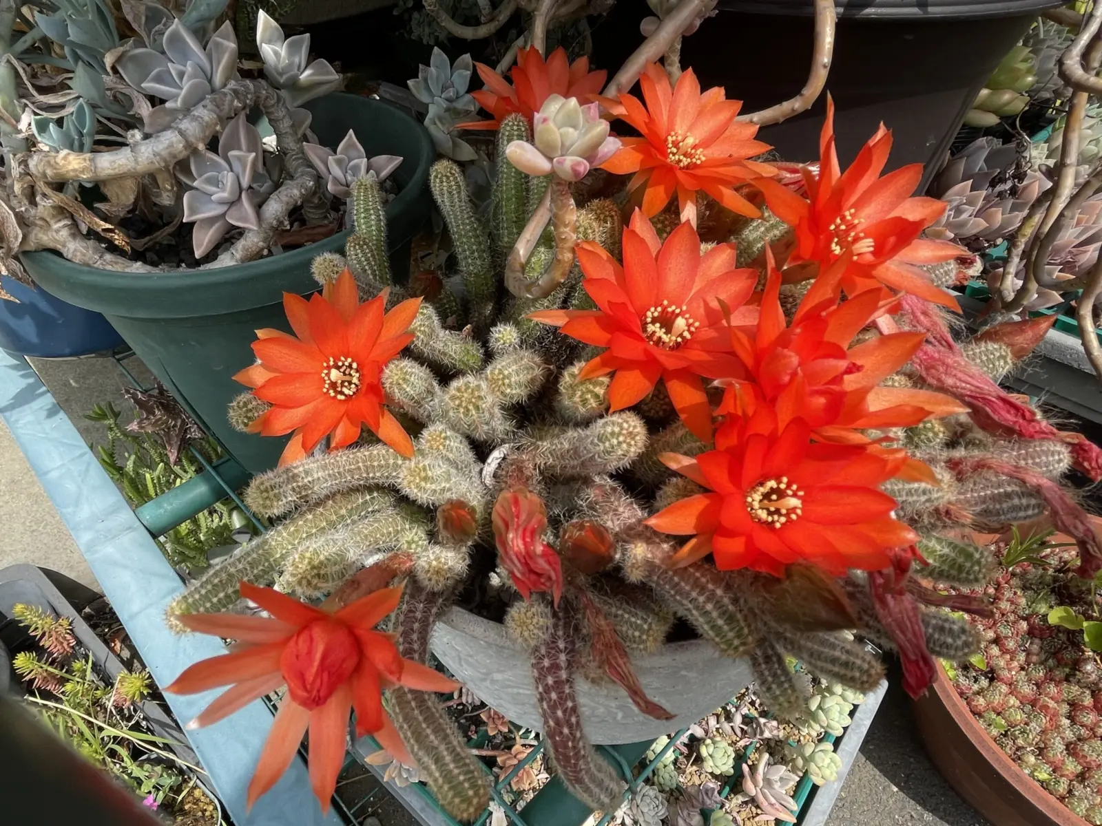 サボテン　ビャクダン　花