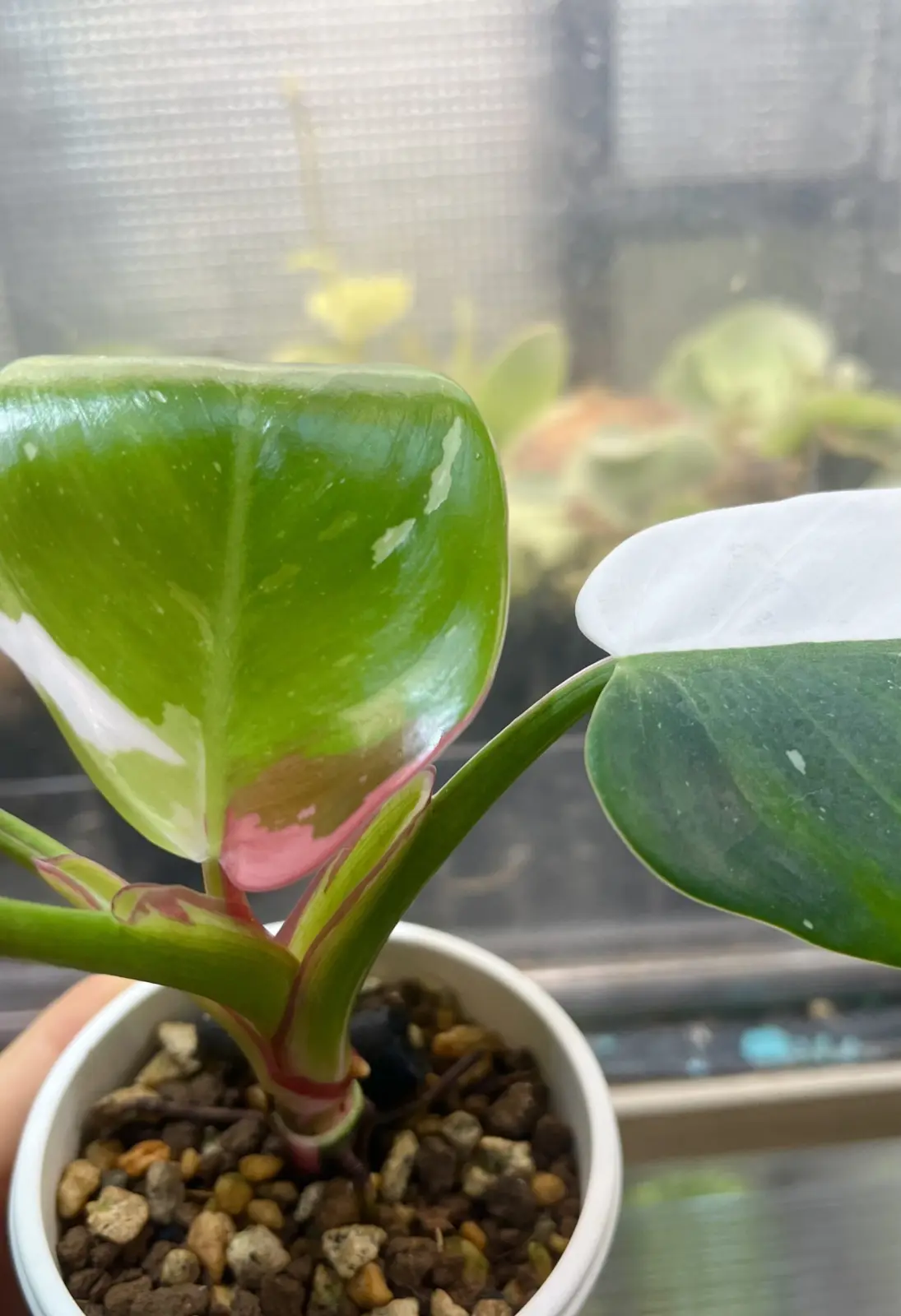 フィロデンドロン　ホワイトプリンセス