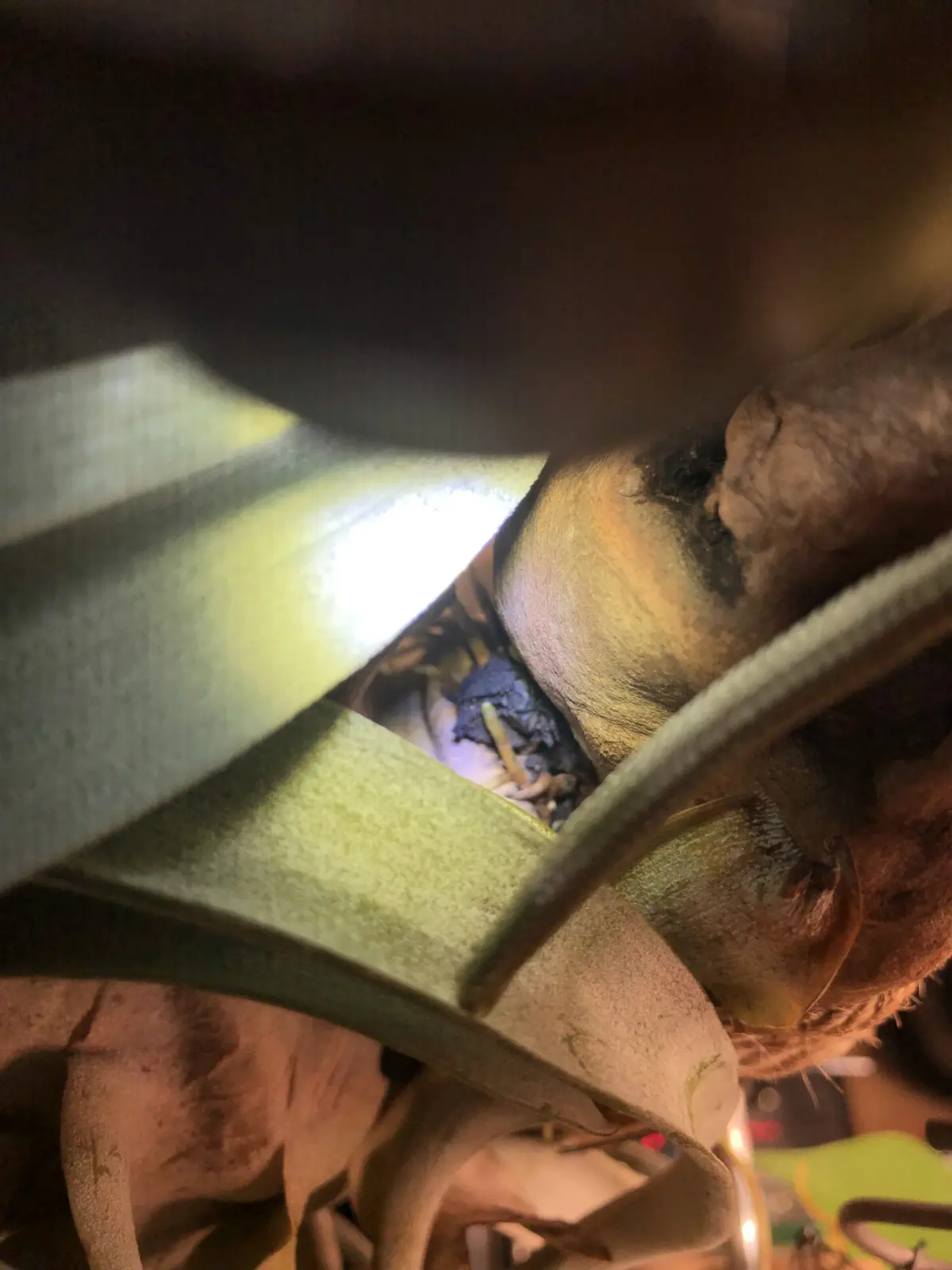 キセログラフィカ