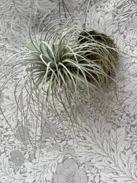 ティランジア　テクトラム　苔玉
