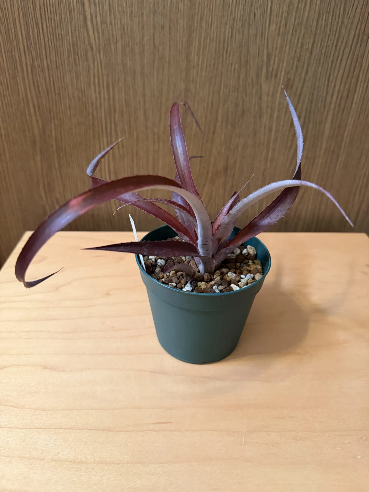 ビルタンサス レッドバースト