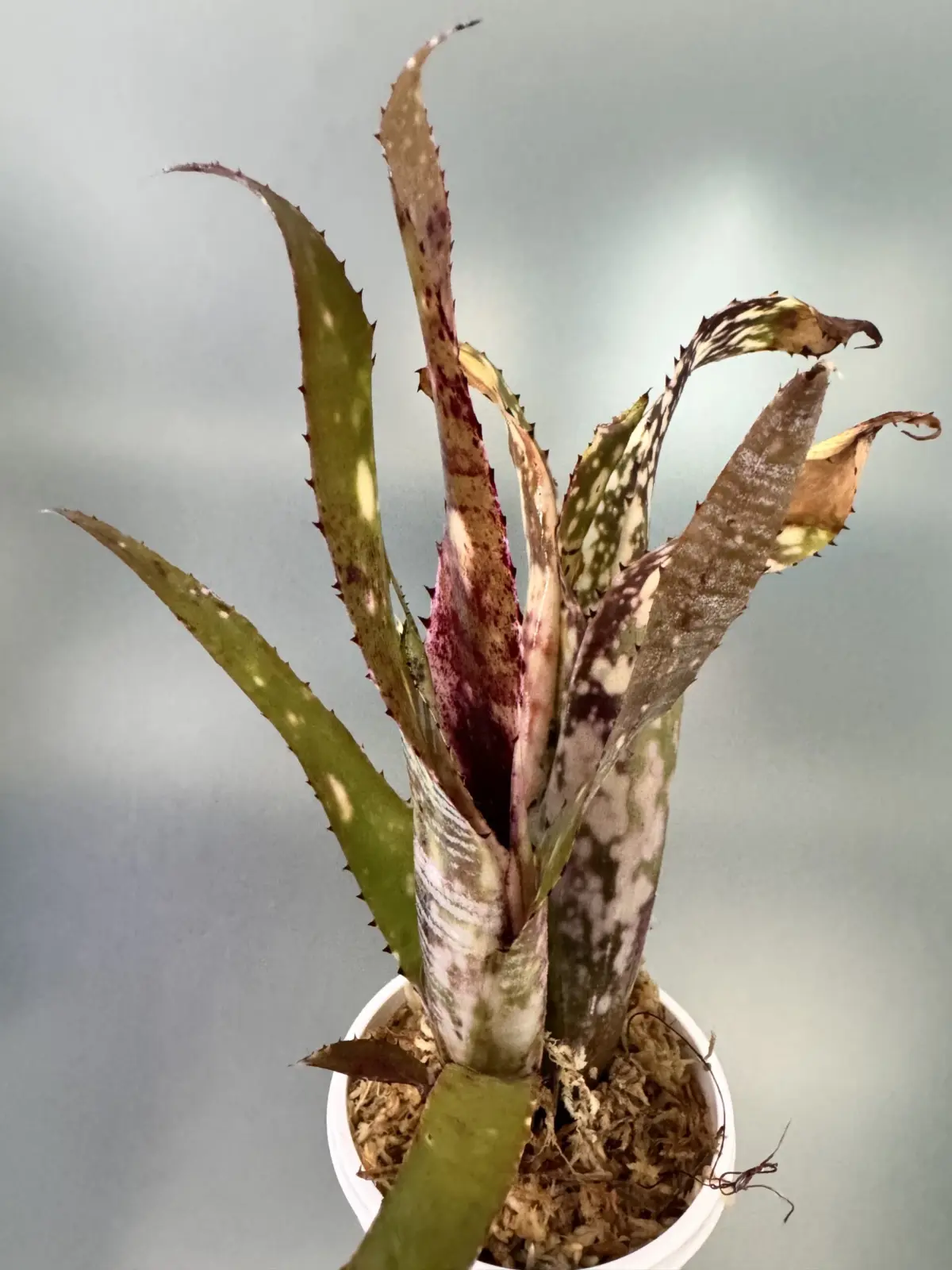 ビルベルギア　エフカイ