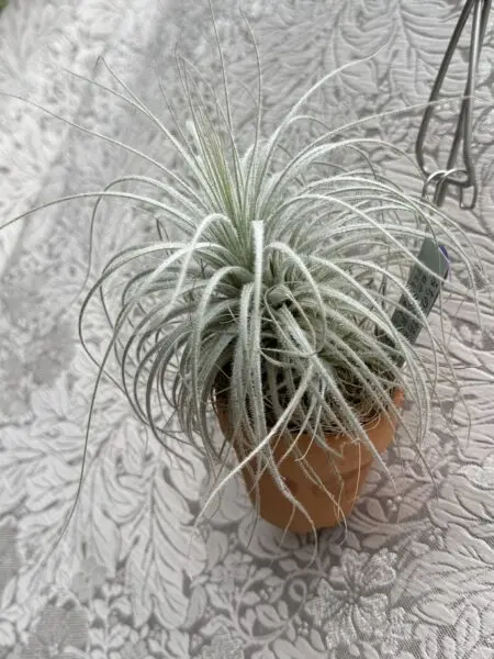 ティランジア　テクトラム　鉢植え