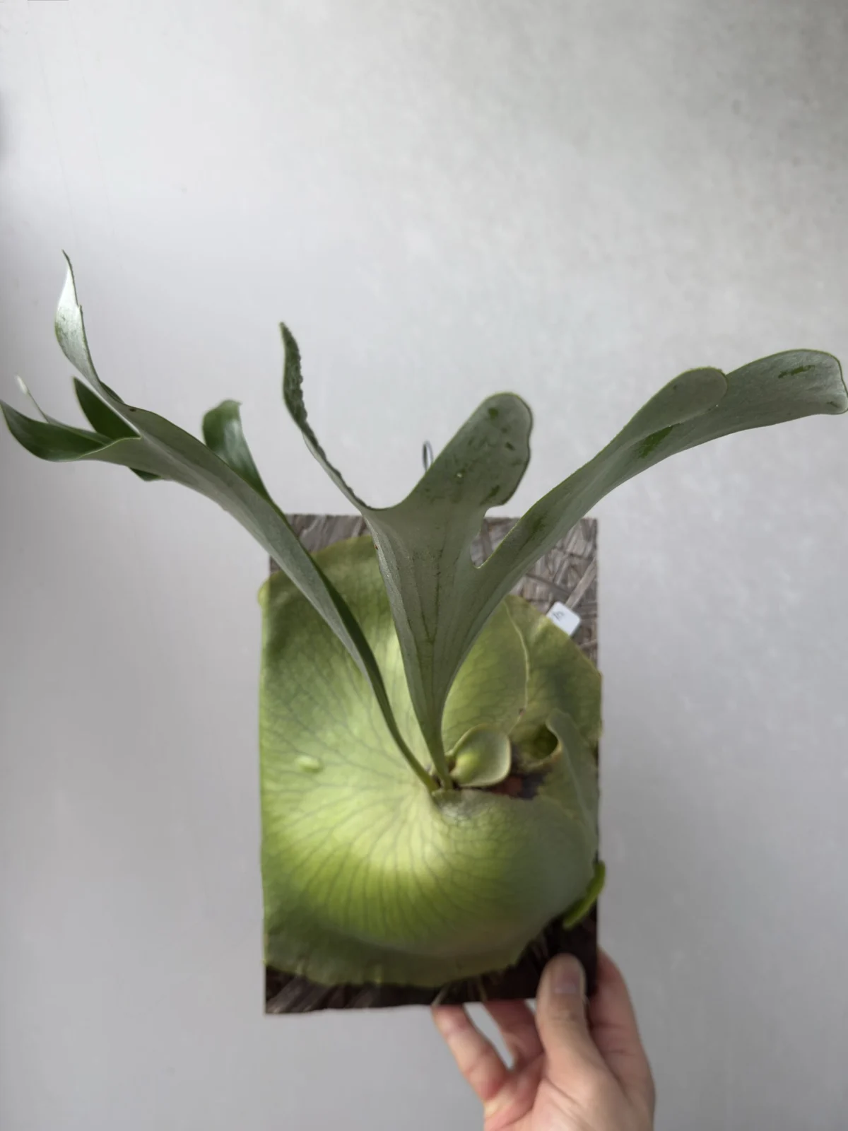 ビカクシダ アルシコルネ マダガスカル