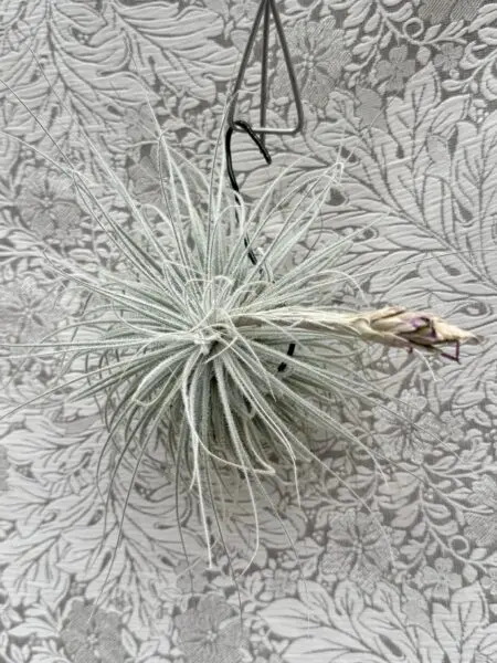 ティランジア　テクトラム　花終わり