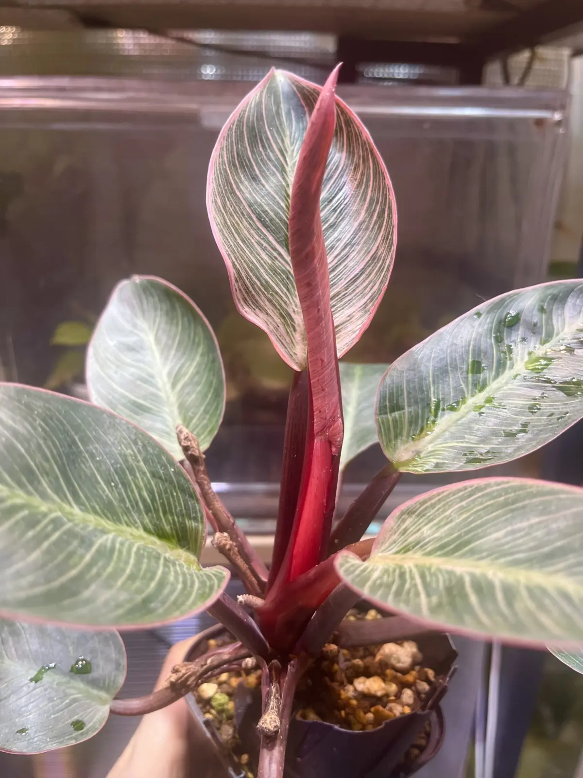 フィロデンドロン　ピンクバーキン