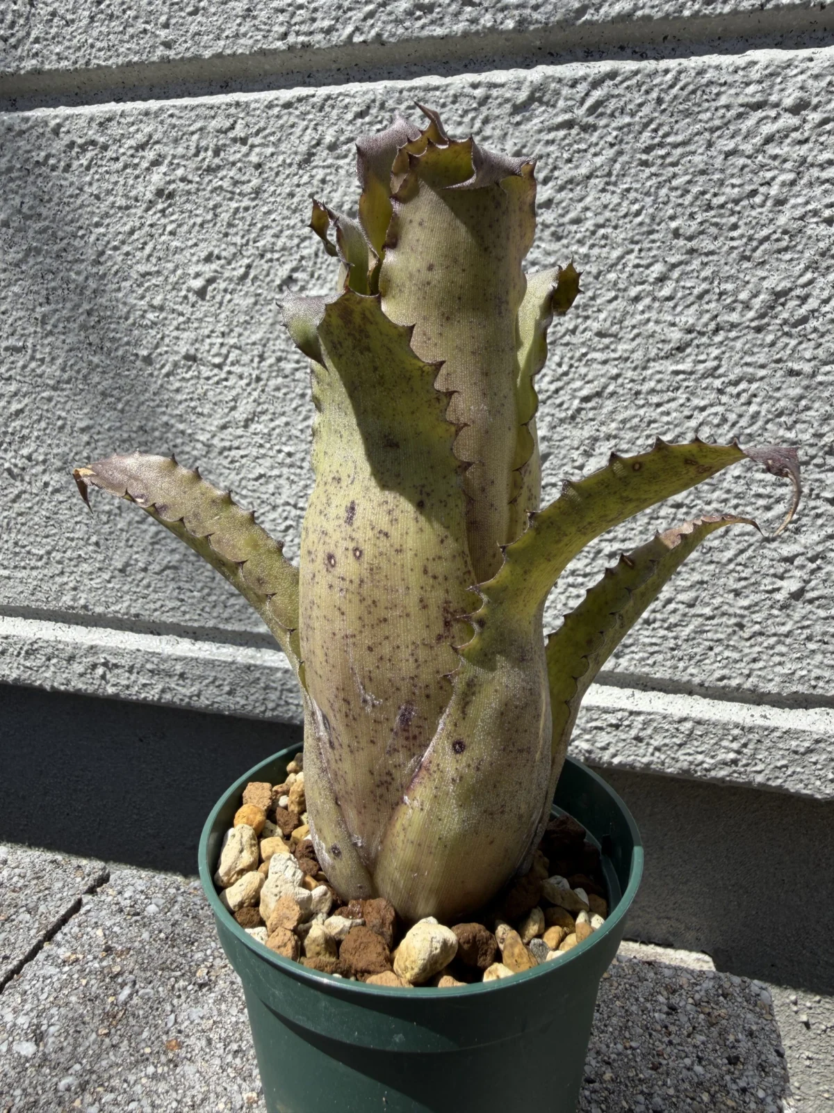 ホヘンベルギア　cf. マグニスピナ