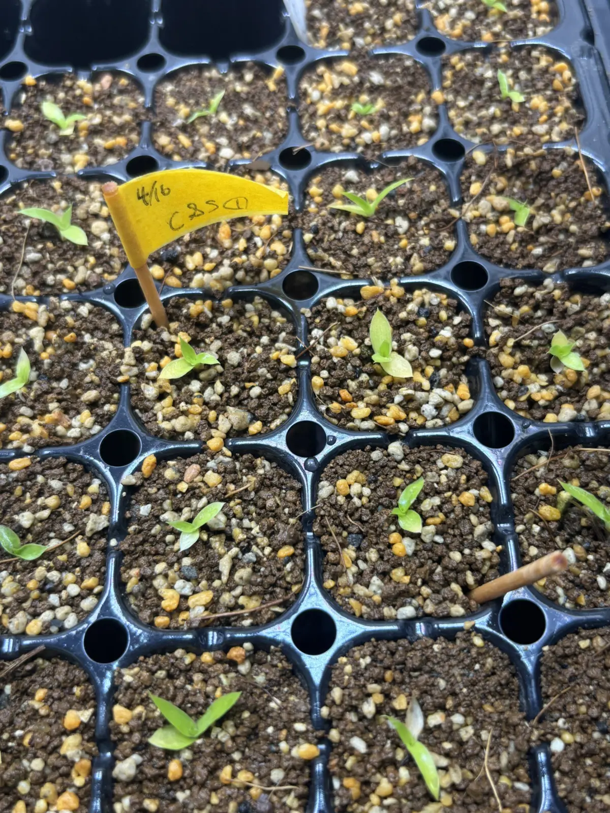 ビルベルギア　実生