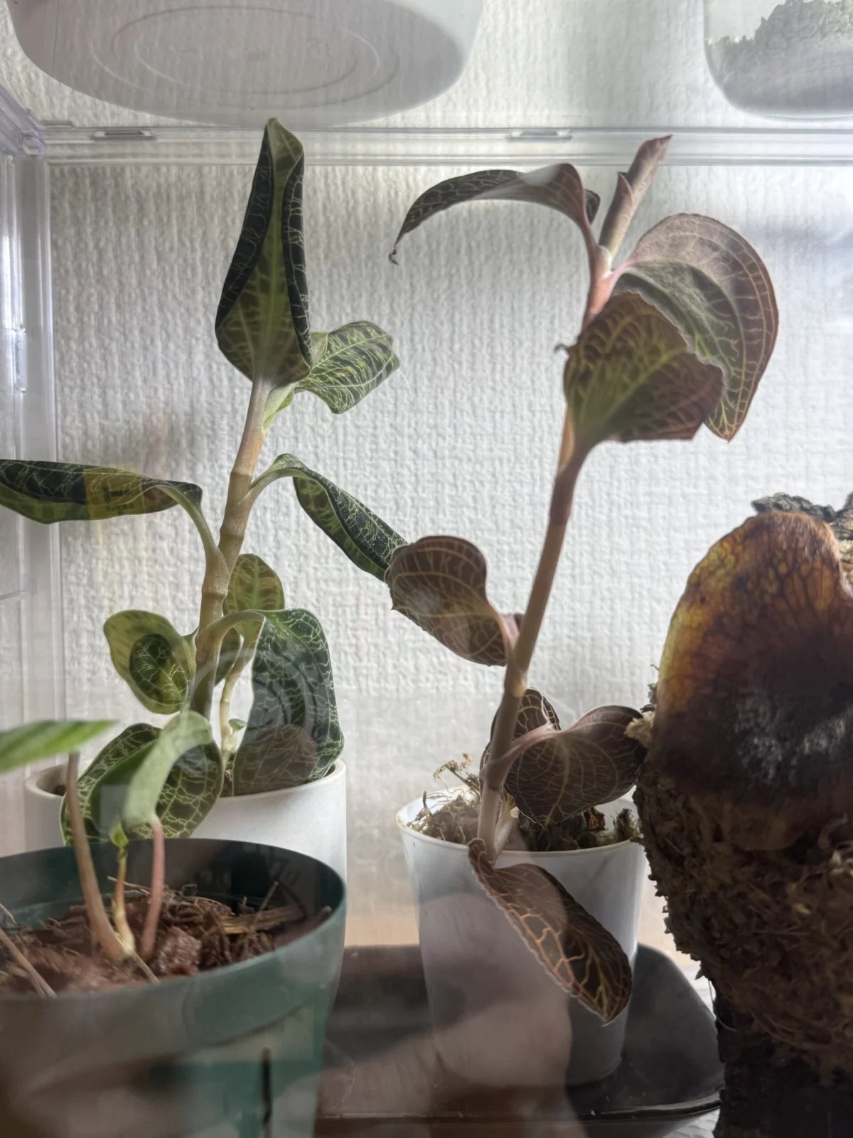 マコデスペトラ