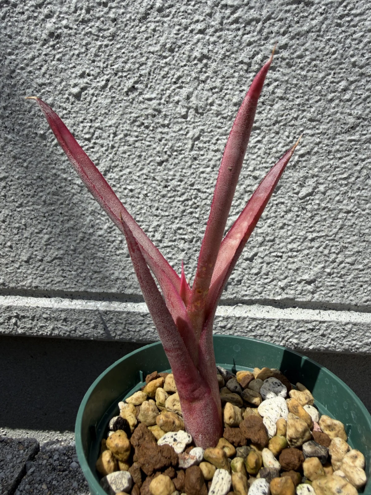 エクメア バヒアナ　レッドフォーム