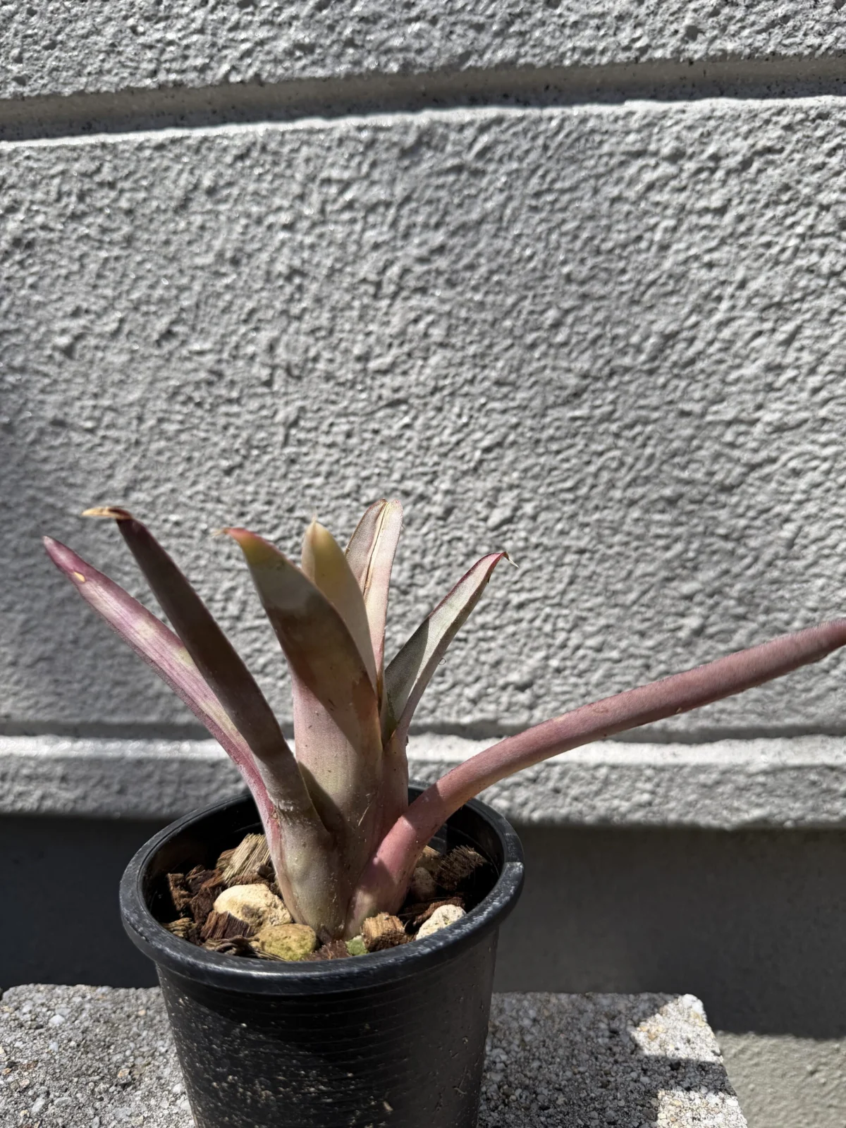 エクメア　バヒアナ　ディアマンテス