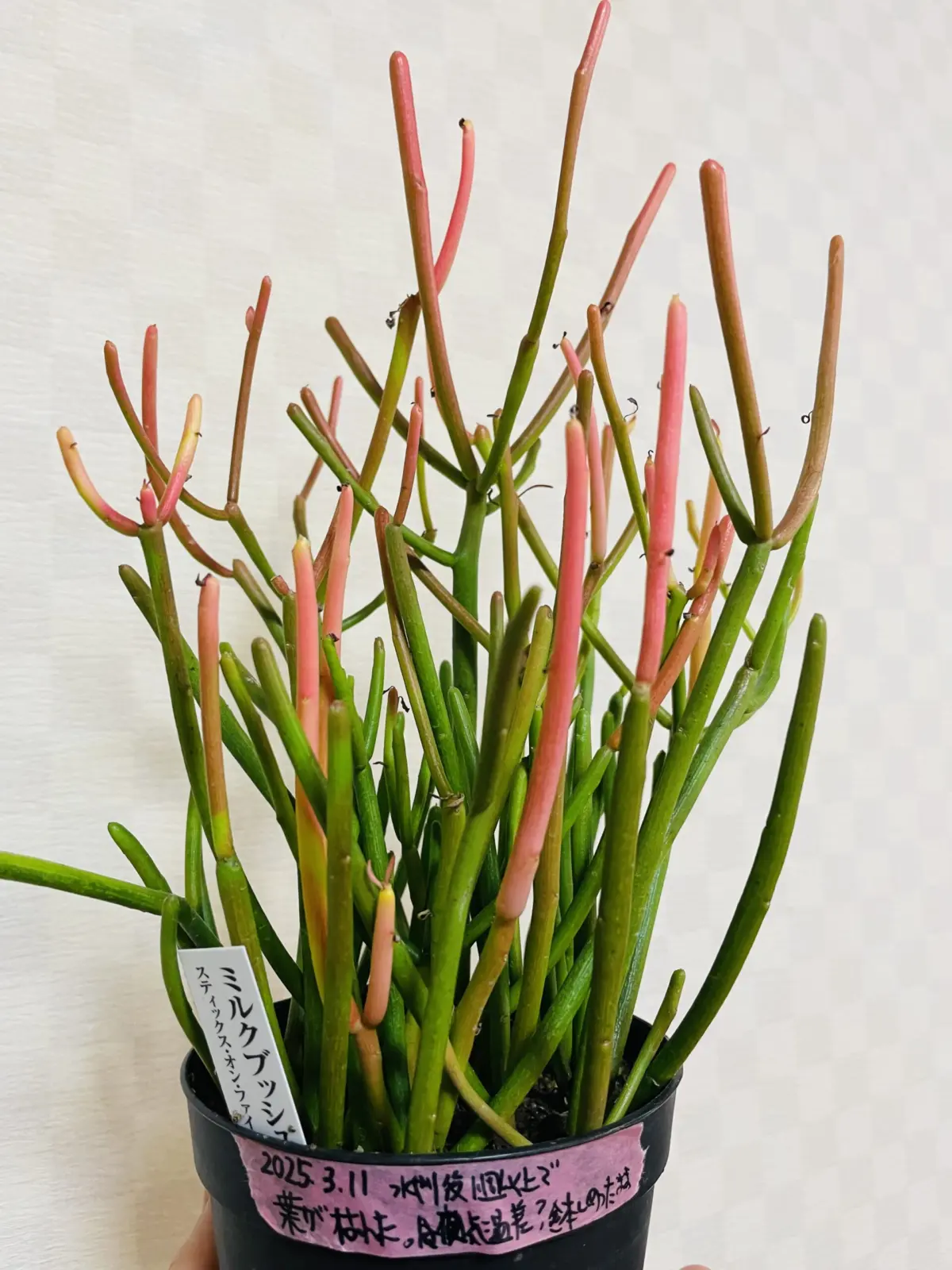 ミルクブッシュ　スティックスオンファイヤ　①　ミドリサンゴ　多肉植物