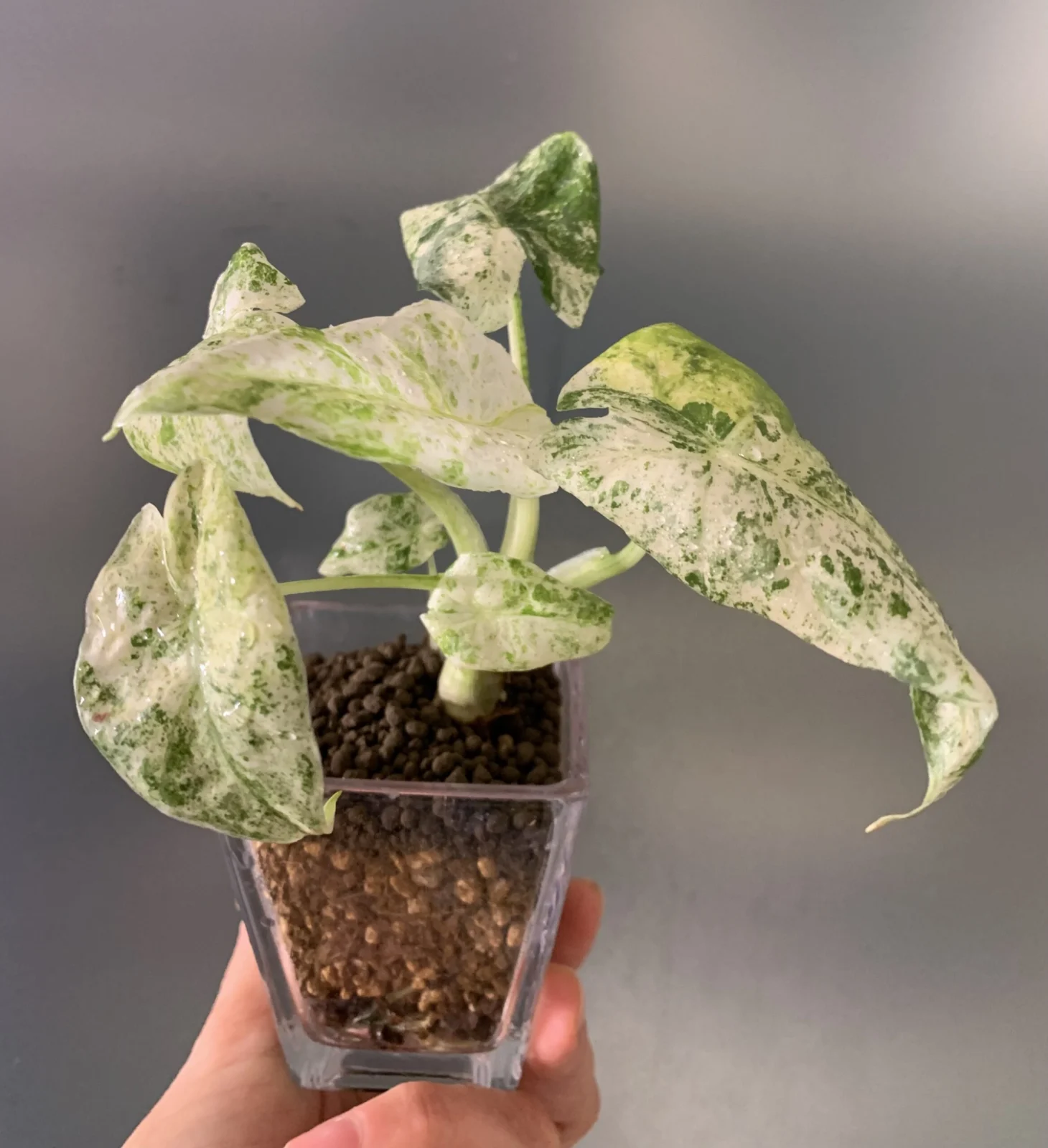 アロカシア カモフラージュ