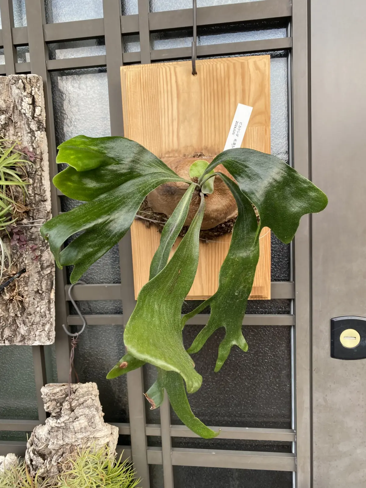 ビカクシダ　札落ち