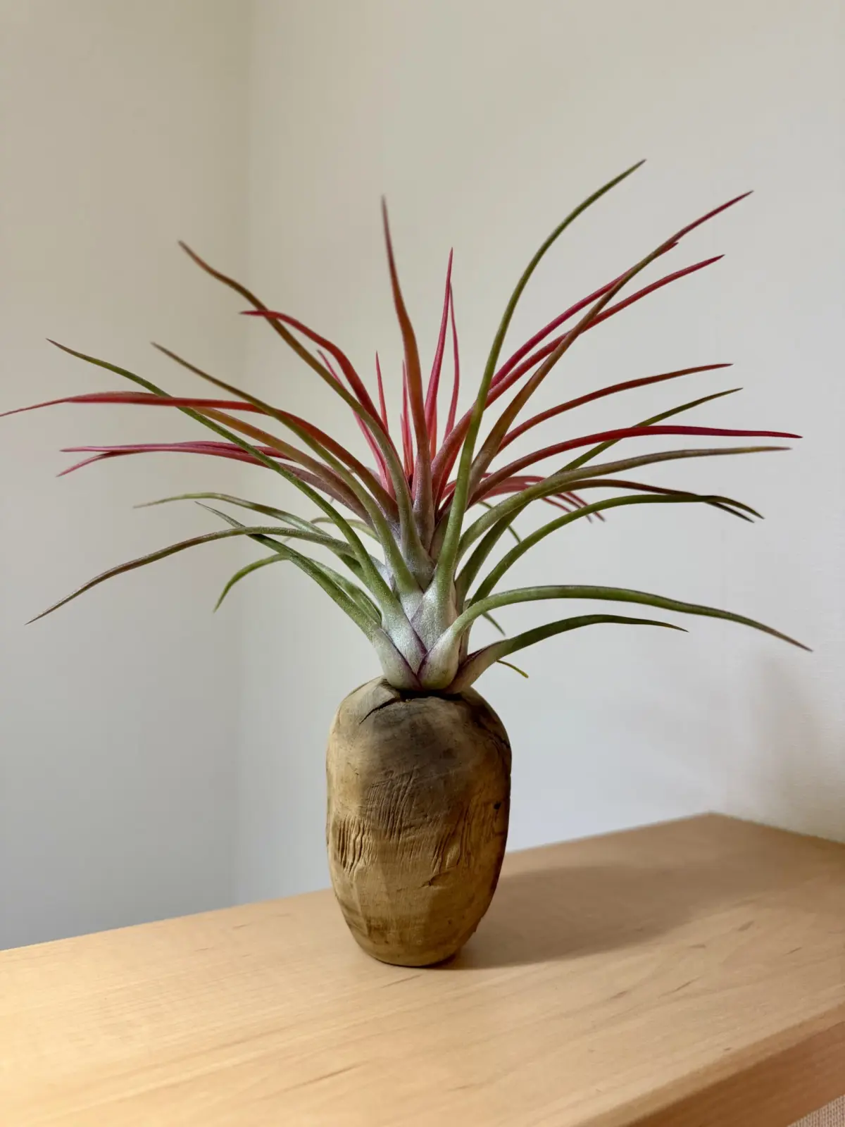 ティランジア　ブルボーサ x イオナンタ