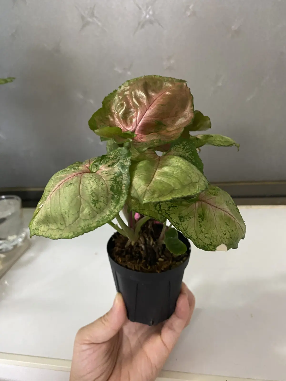 シンゴニウム　ピンクジュエル