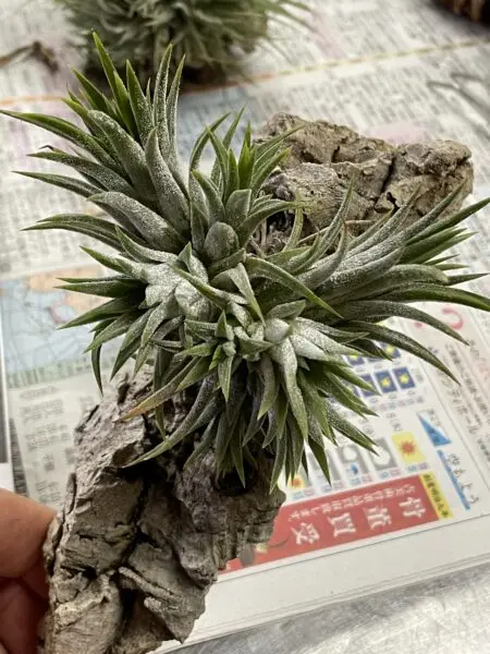 ティランジア　イオナンタ　ソル
