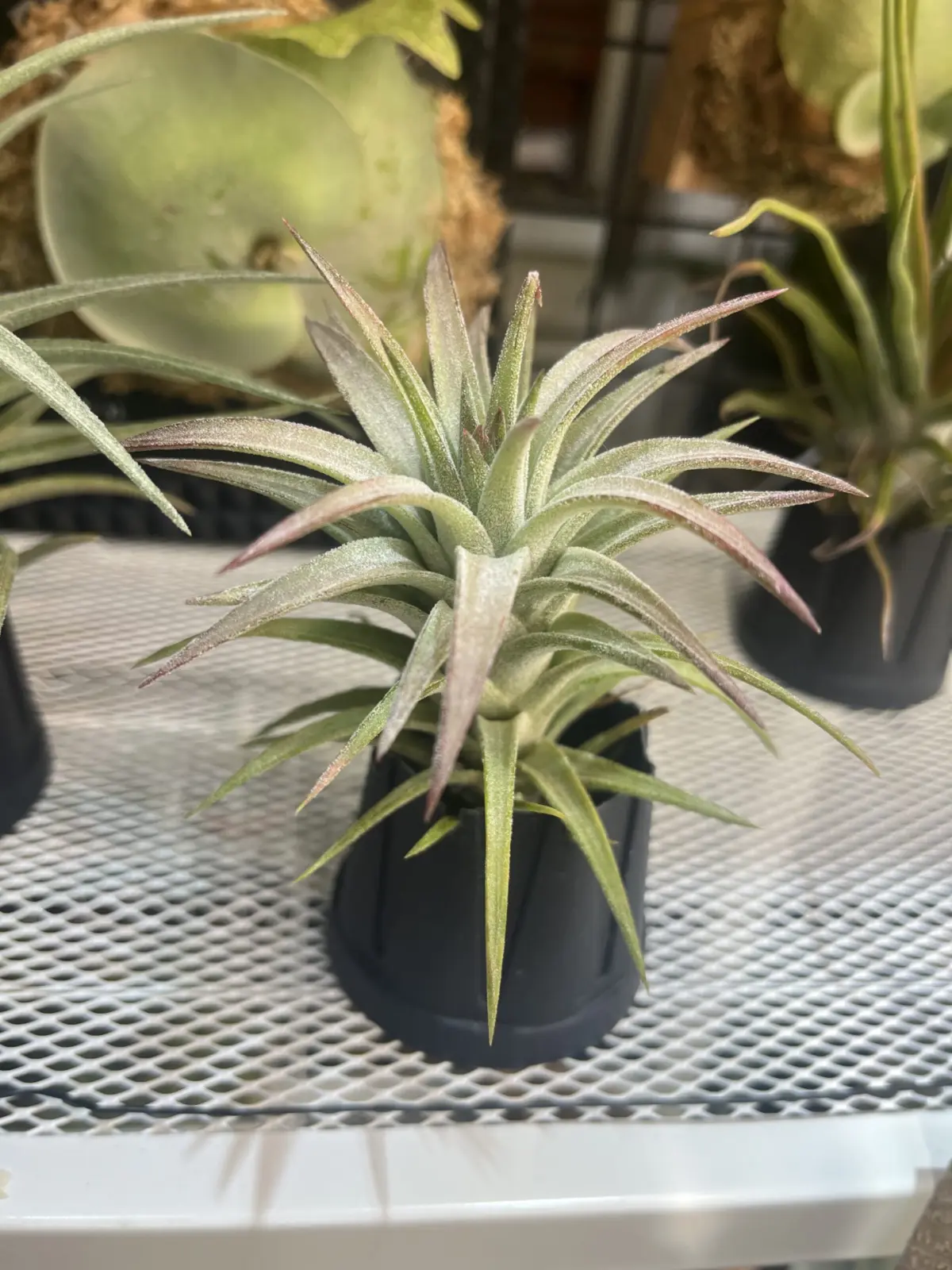 ティランジア イオナンタ バンハイニンギー