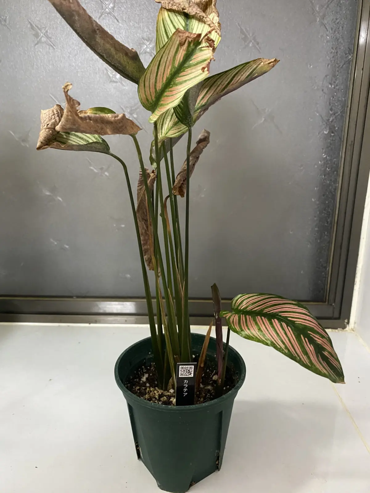 カラテア　ホワイトスター