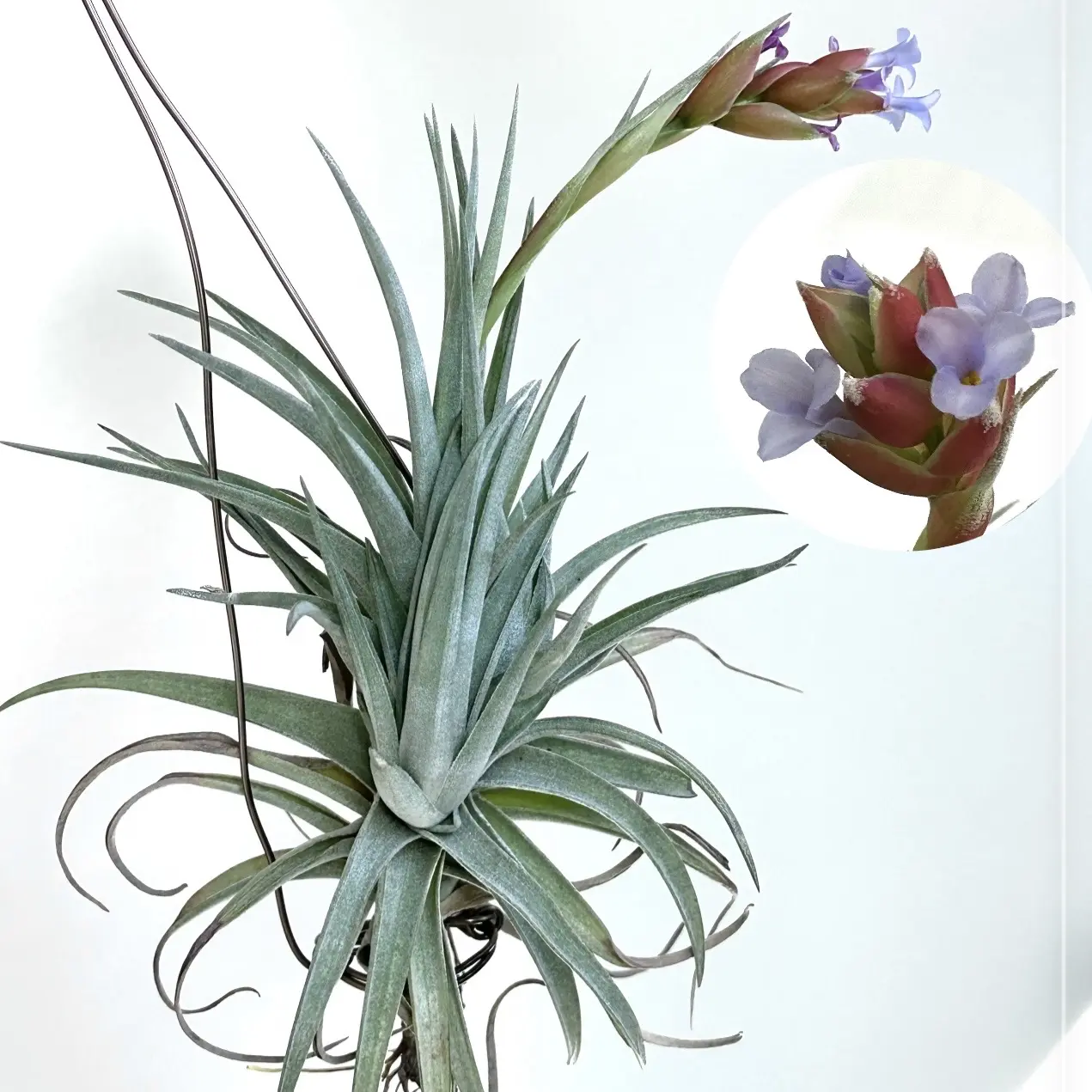 ティランジア　品種不明