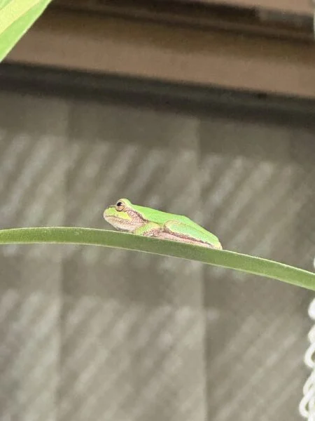 アンスリウム　グラシレ　カエル