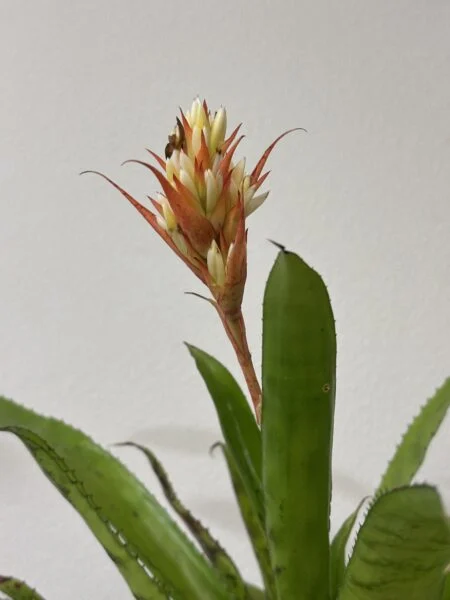 エクメア　オーランディアナ　開花