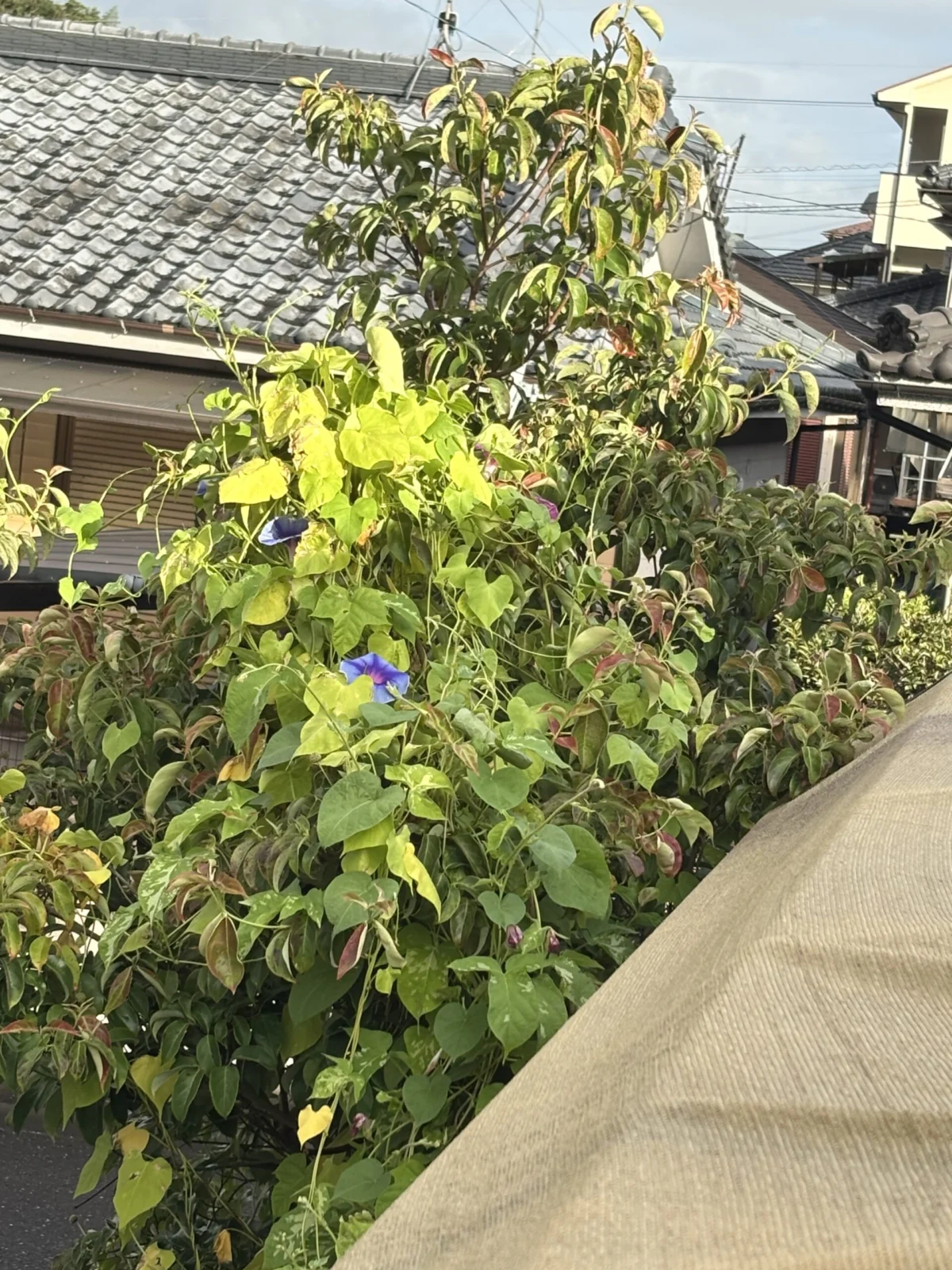 朝顔