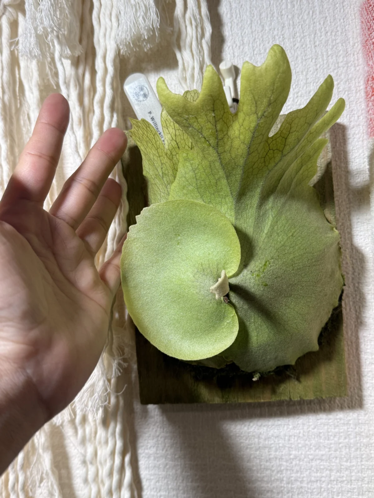 ウィリンキー パウル