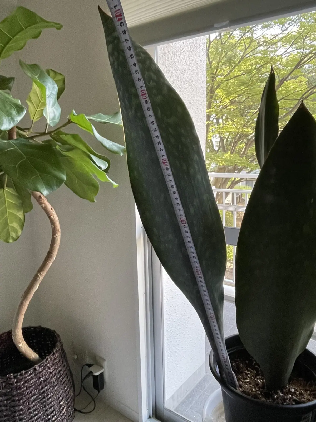 サンセベリア　マッソニアーナ