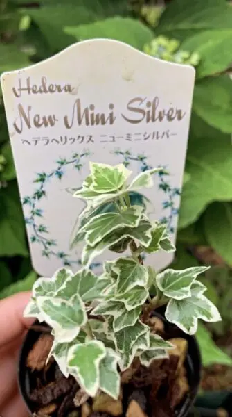 ヘデラ　ヘリックス　ニューミニシルバー