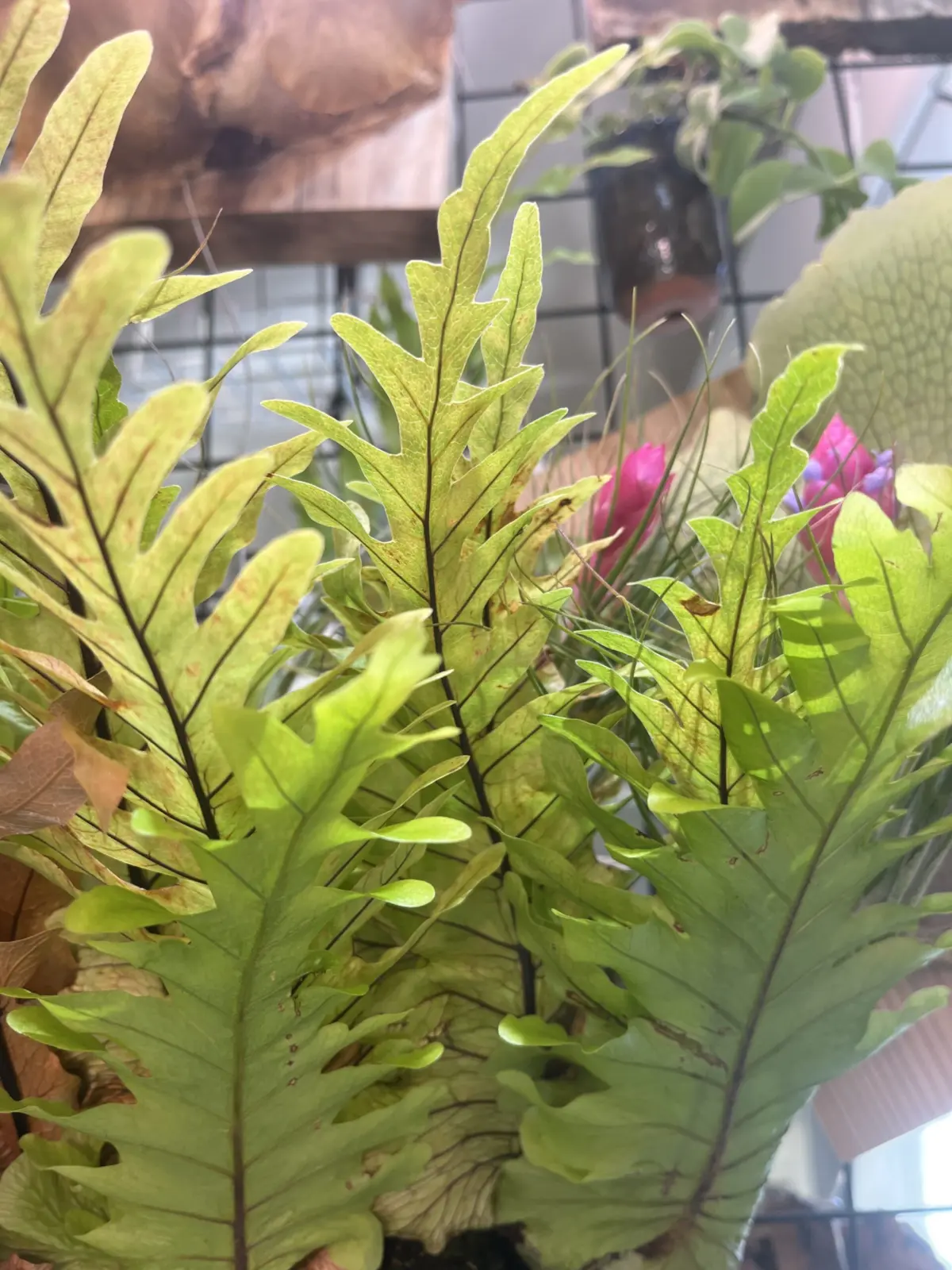 ドリナリア コロナンス