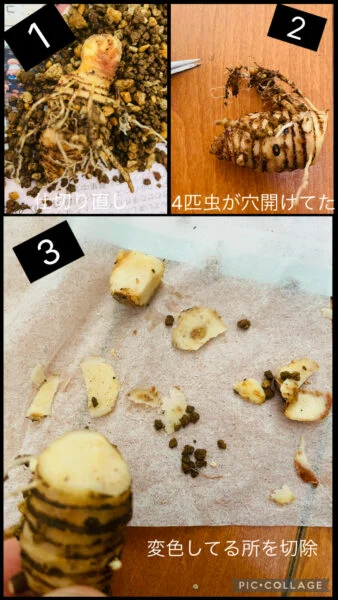 アロカシア　スカルプラム　植替え　腐り　虫
