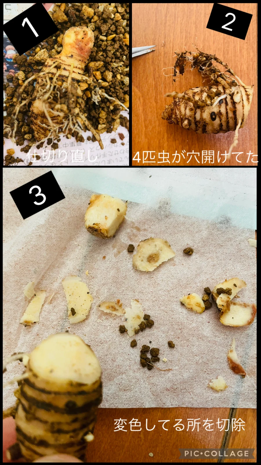 アロカシア スカルプラム 植替え 腐り 虫