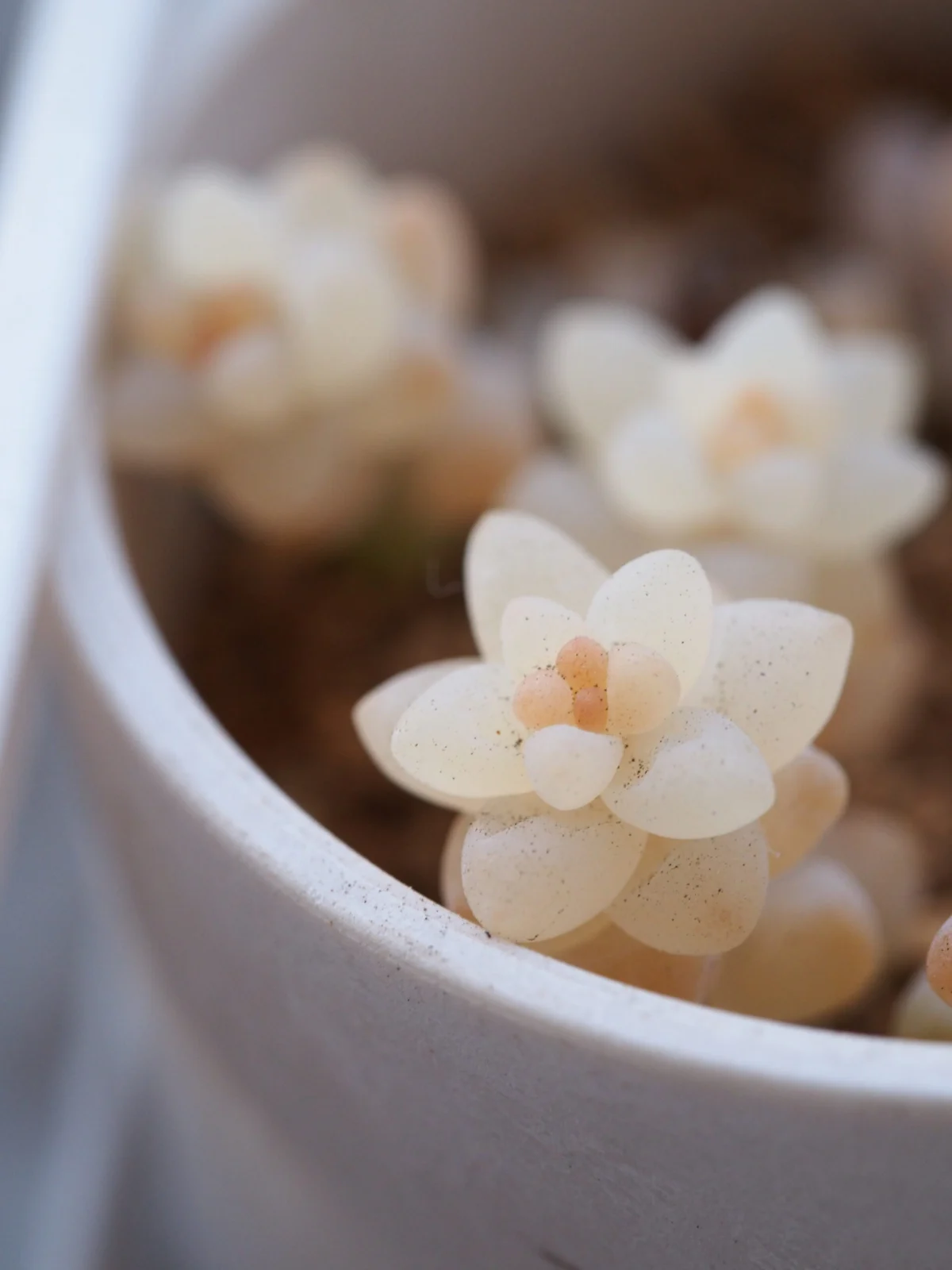 ビアーポップ　新玉つづり　多肉植物
