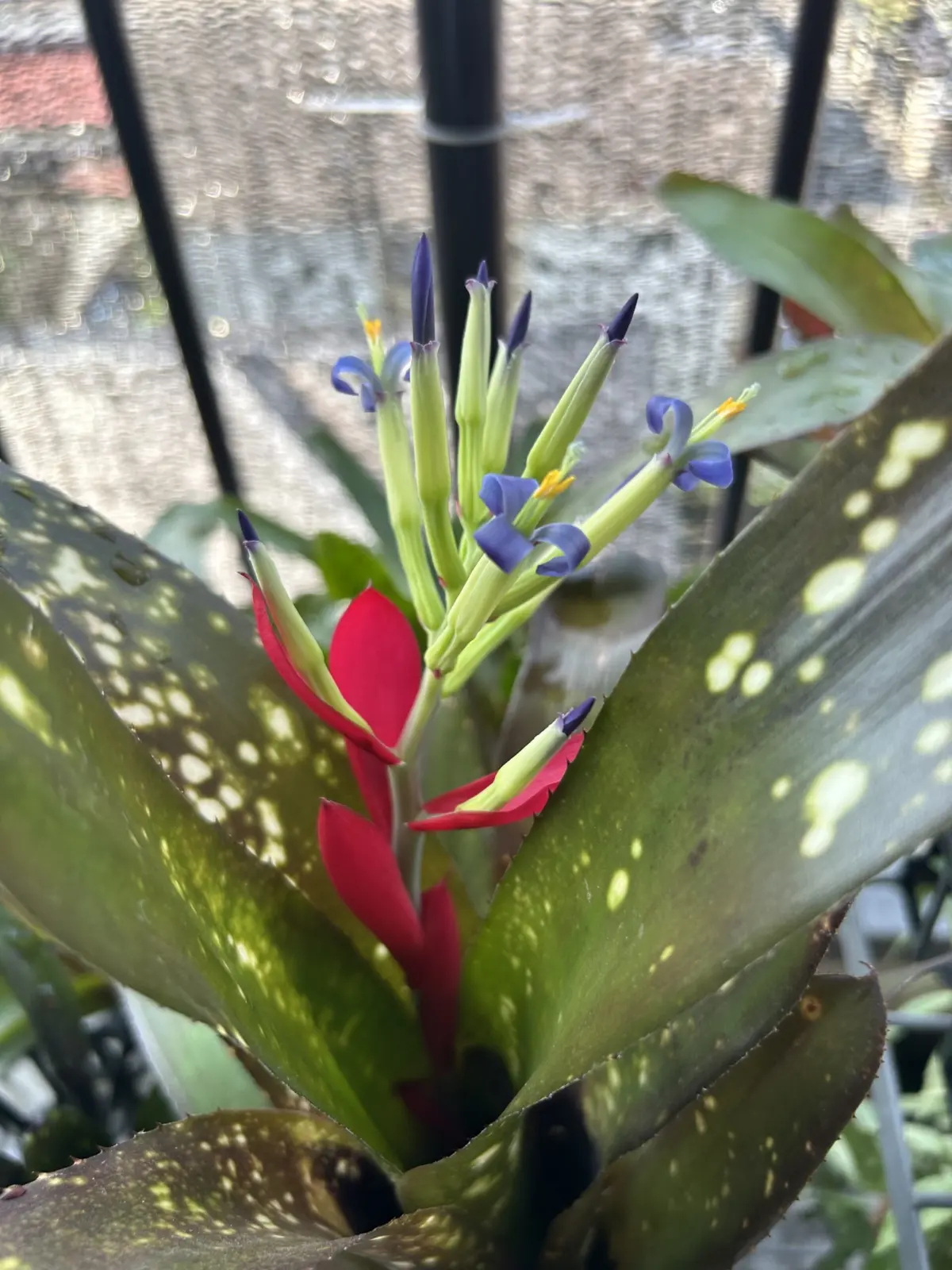 ビルベルギア　ハレルヤ　花