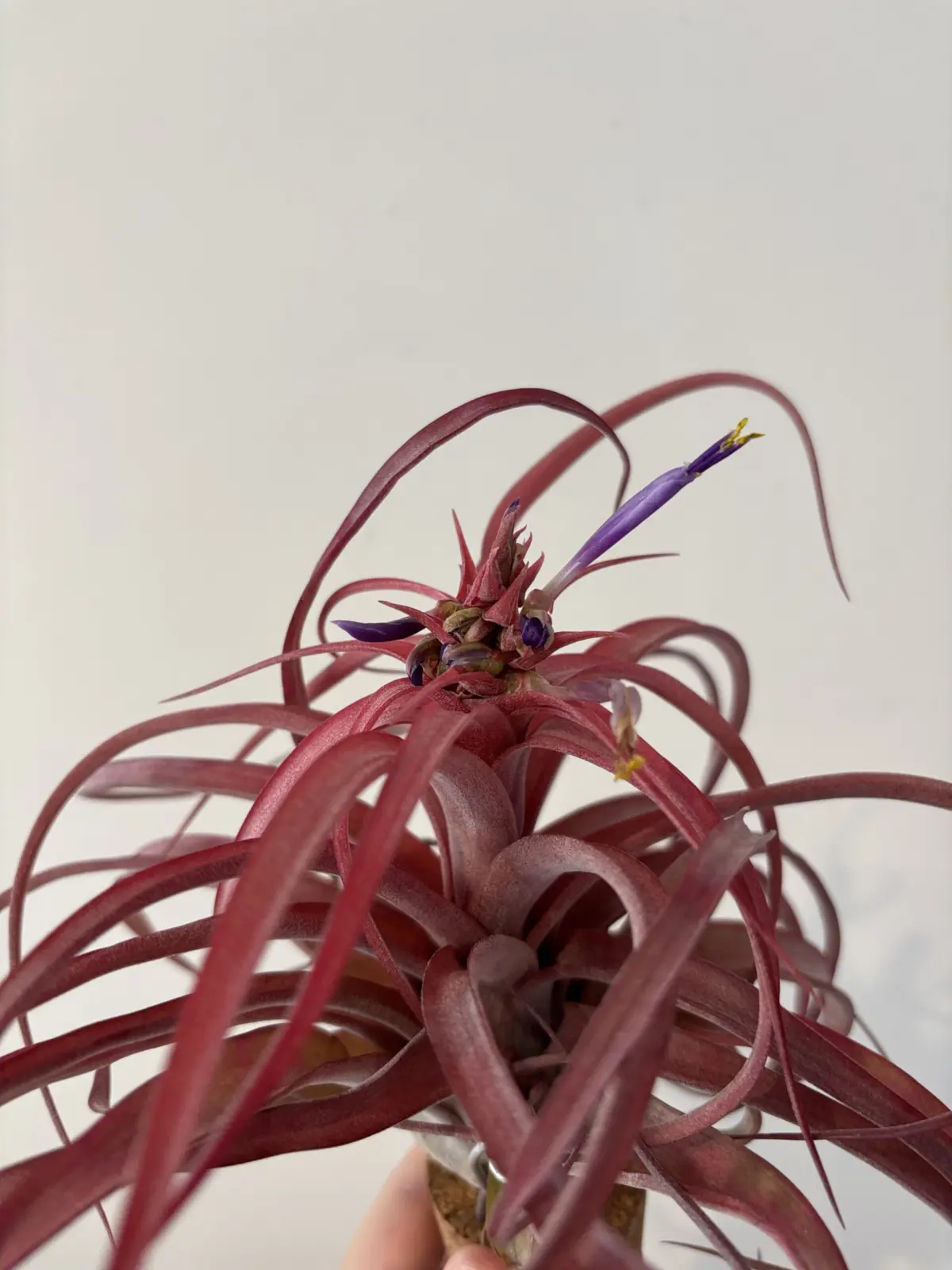 ティランジア　ラブノット　開花