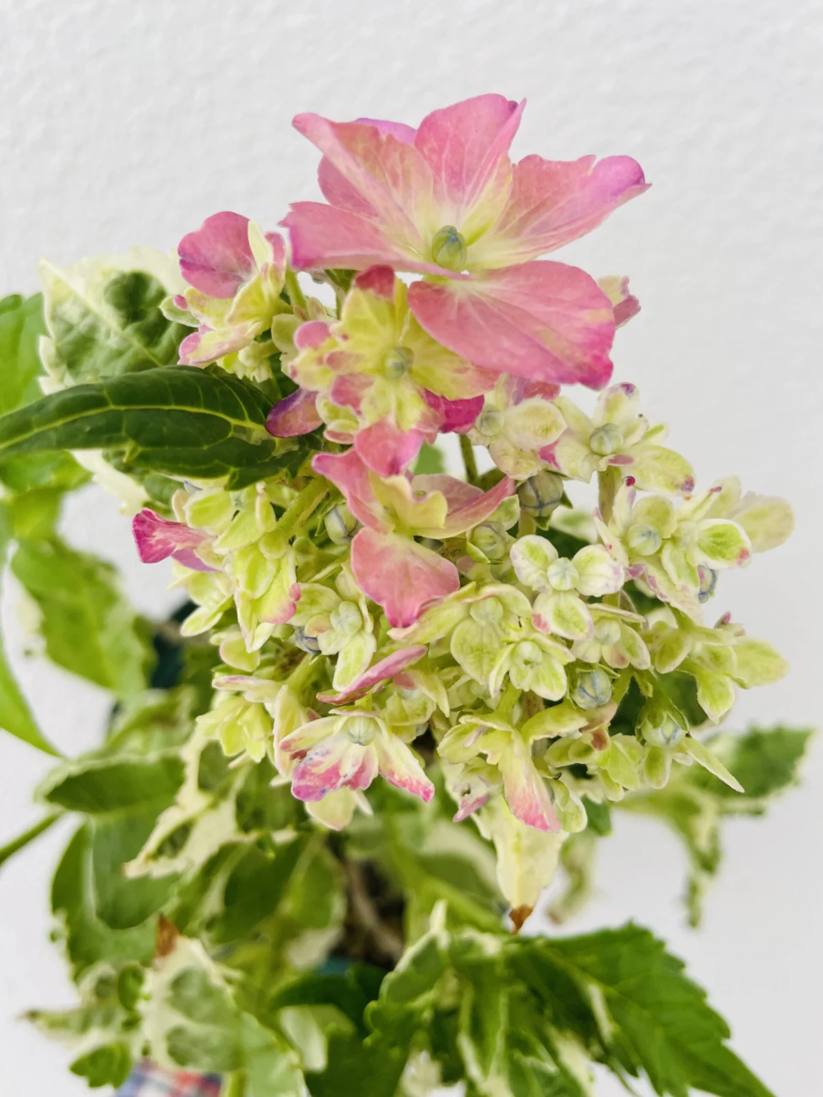 アジサイ　斑入り　カラフルランジア　花