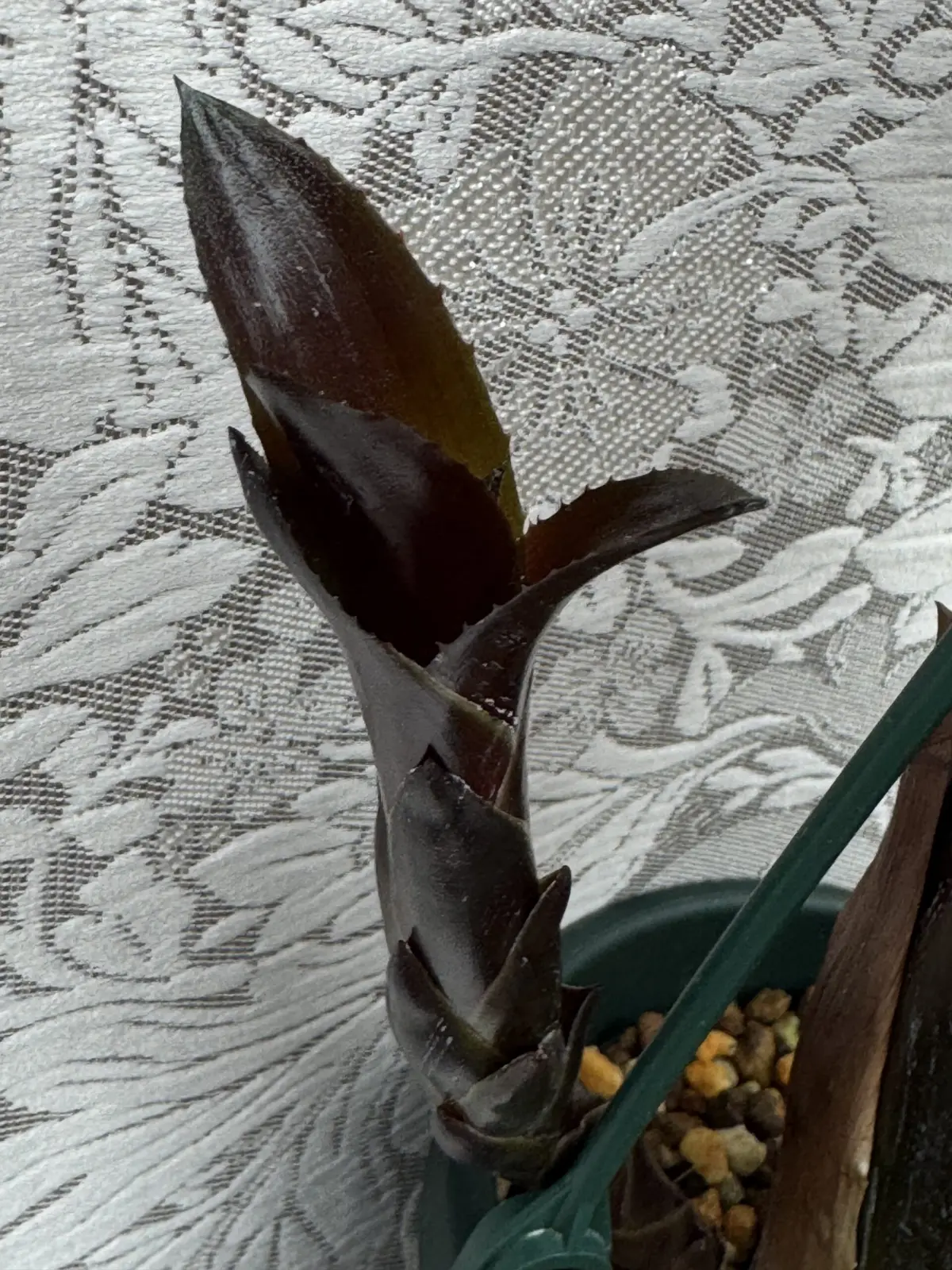 エクメア　フォスターズフェイバリット　子株