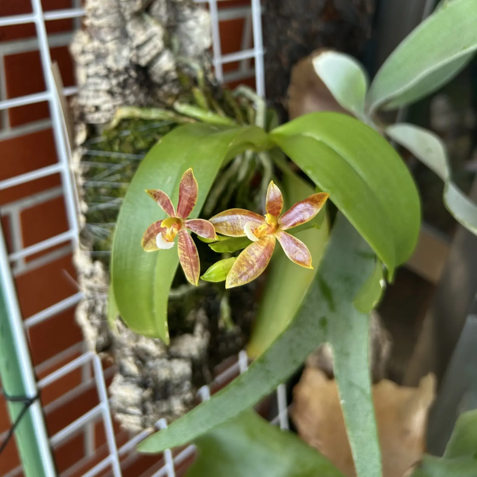 ファレノプシス コルヌセルビ　花