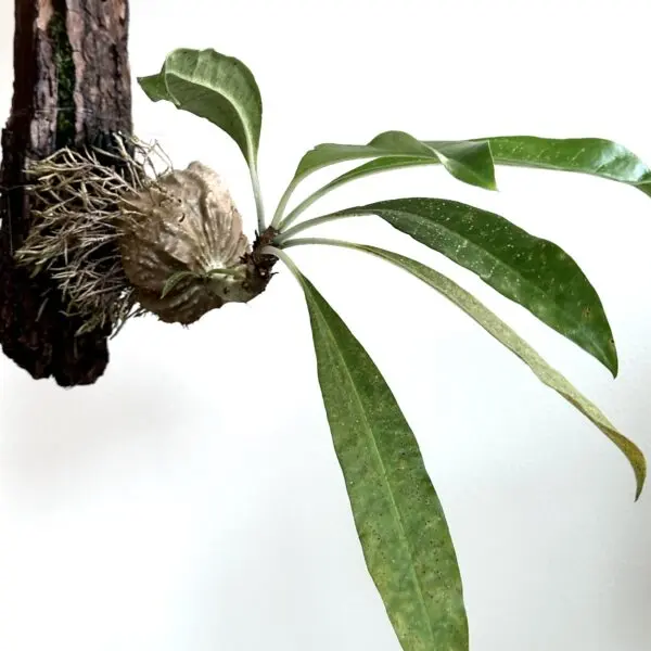 ミルメコディア　ツベローサ　細葉タイプ　蟻植物