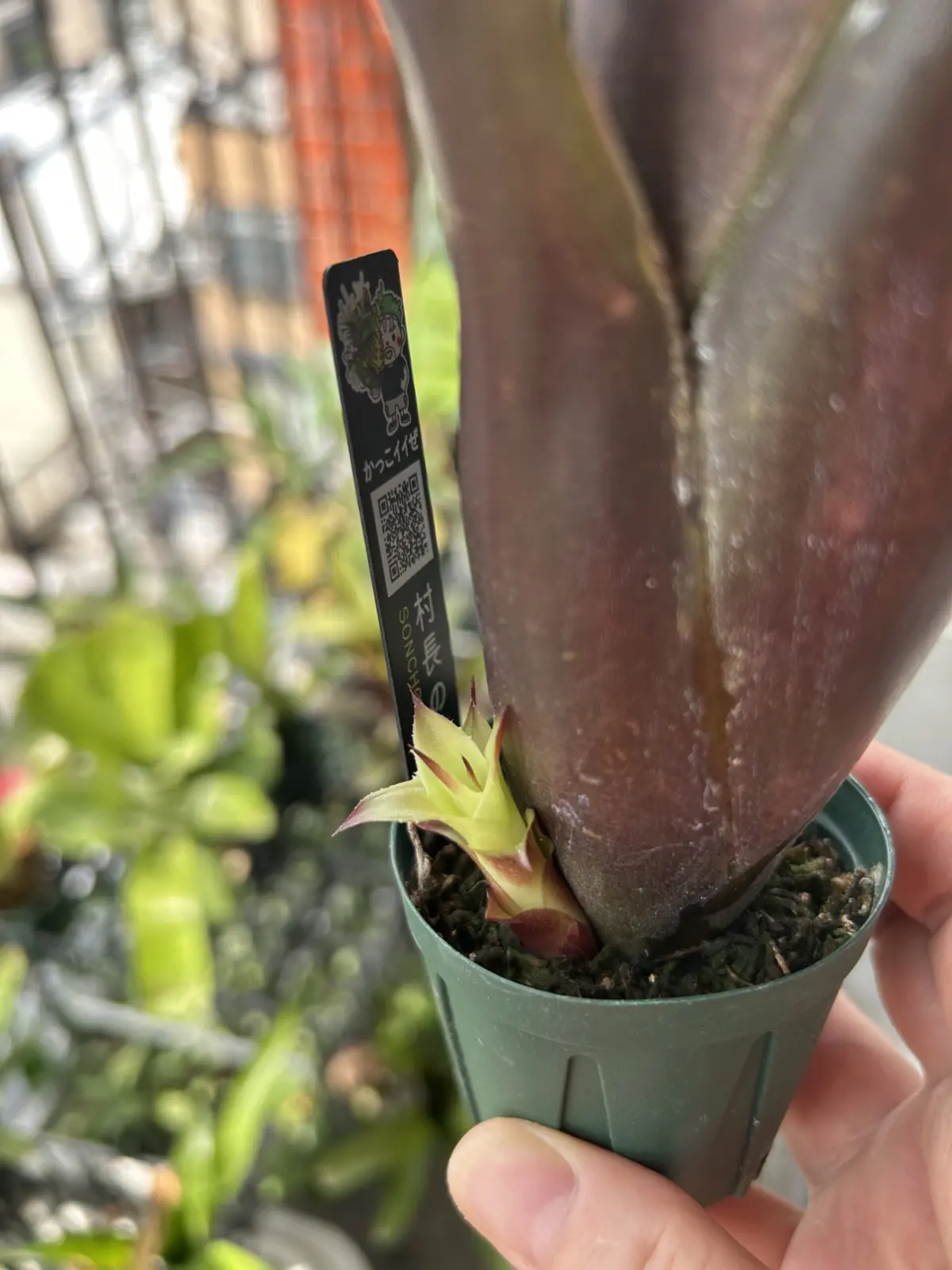 ビルベルギア　ハレルヤ　子株