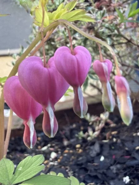 ディセントラ　ゴールドハーツ　花