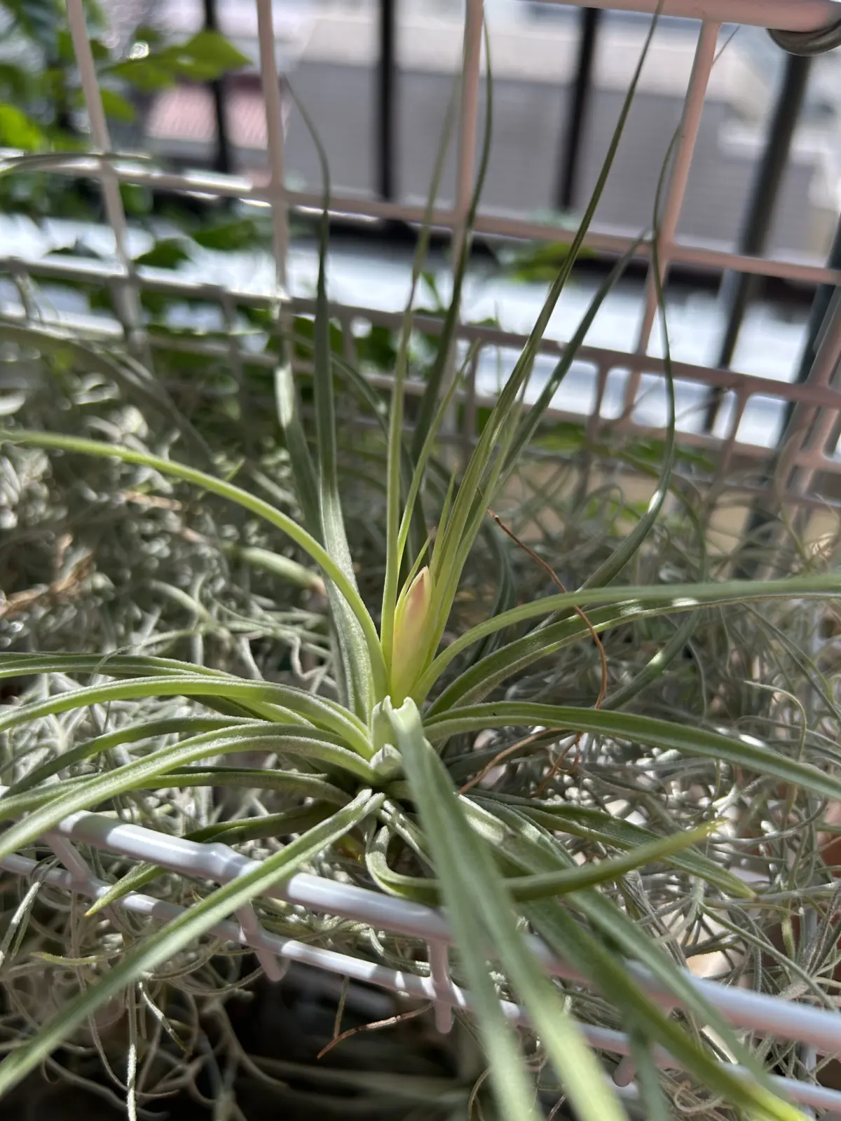 ティランジア　花芽